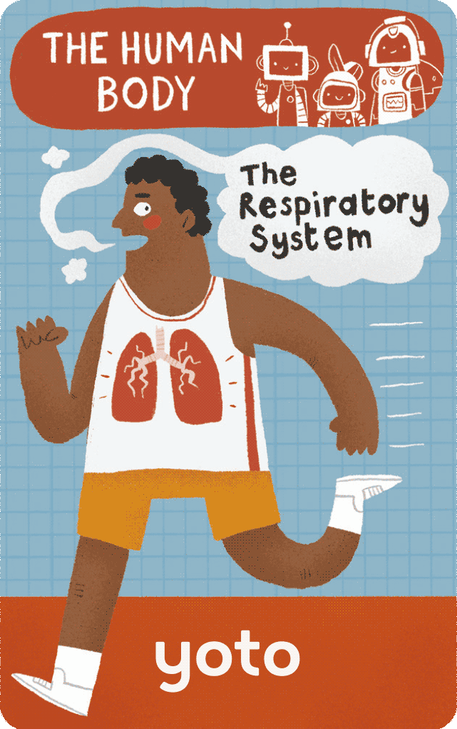 The Human Body: The Respiratory System