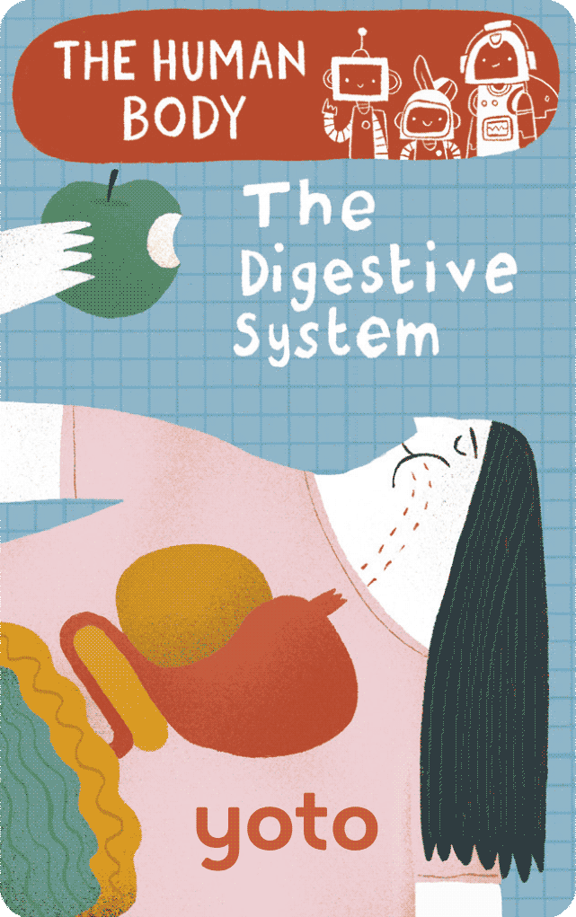 The Human Body: The Digestive System